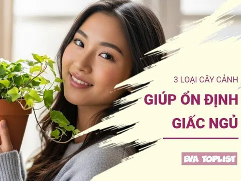 "Thần dược" cho giấc ngủ: Khám phá 3 loại cây cảnh vừa dễ trồng, vừa giúp bạn có giấc ngủ ngon sâu hơn