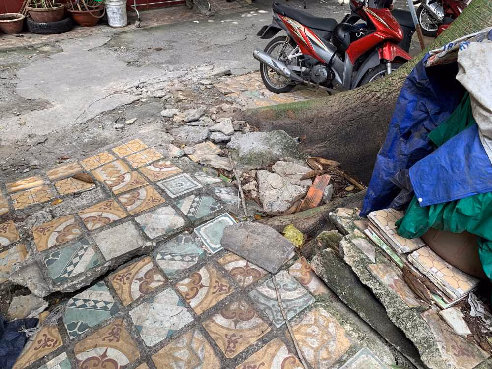 Cây gòn 20m nghiêng gốc, nứt đất đe dọa hàng chục hộ dân ở TP.HCM
