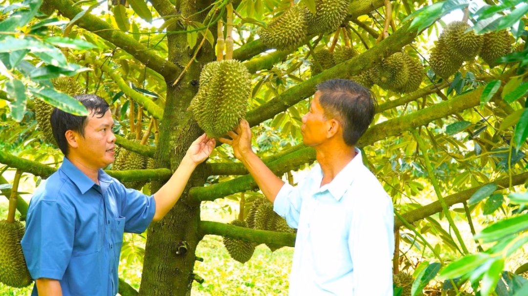 Ngoài tiếp cận công nghệ, người trồng sầu riêng ngày càng chú trọng liên kết sản xuất, đăng ký mã số vùng trồng, xây dựng thương hiệu. Ảnh: Trần Phi.