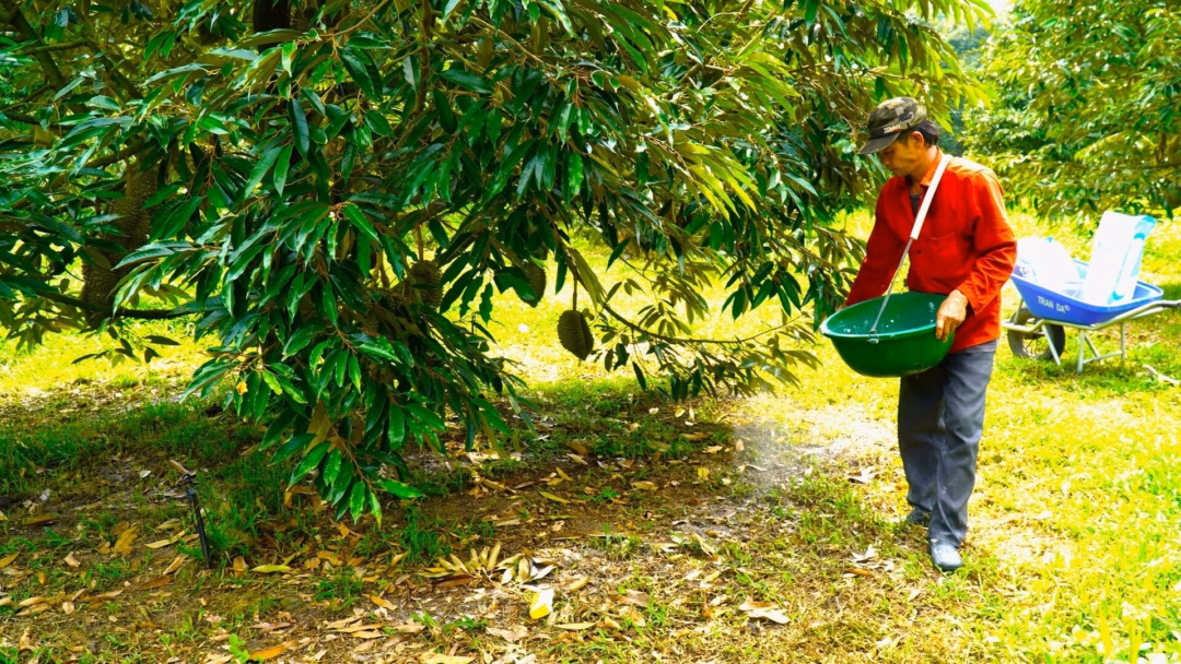 Ông Xuân dùng máy bay không người lái (drone) để phun thuốc sinh học định kỳ, đảm bảo cây được bảo vệ mà không cần tiếp xúc trực tiếp với hóa chất. Ảnh: Trần Phi.
