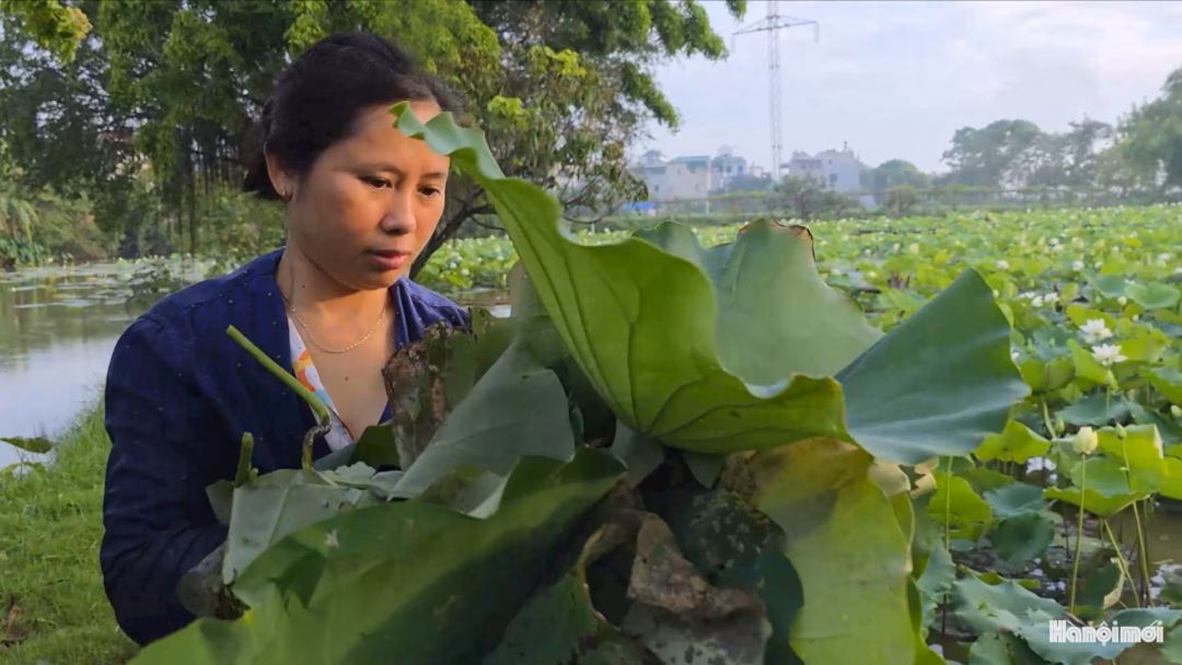 Chị Lê Thị Bích chuẩn bị cho đầm sen Chị Lê Thị Bích chuẩn bị cho đầm sen