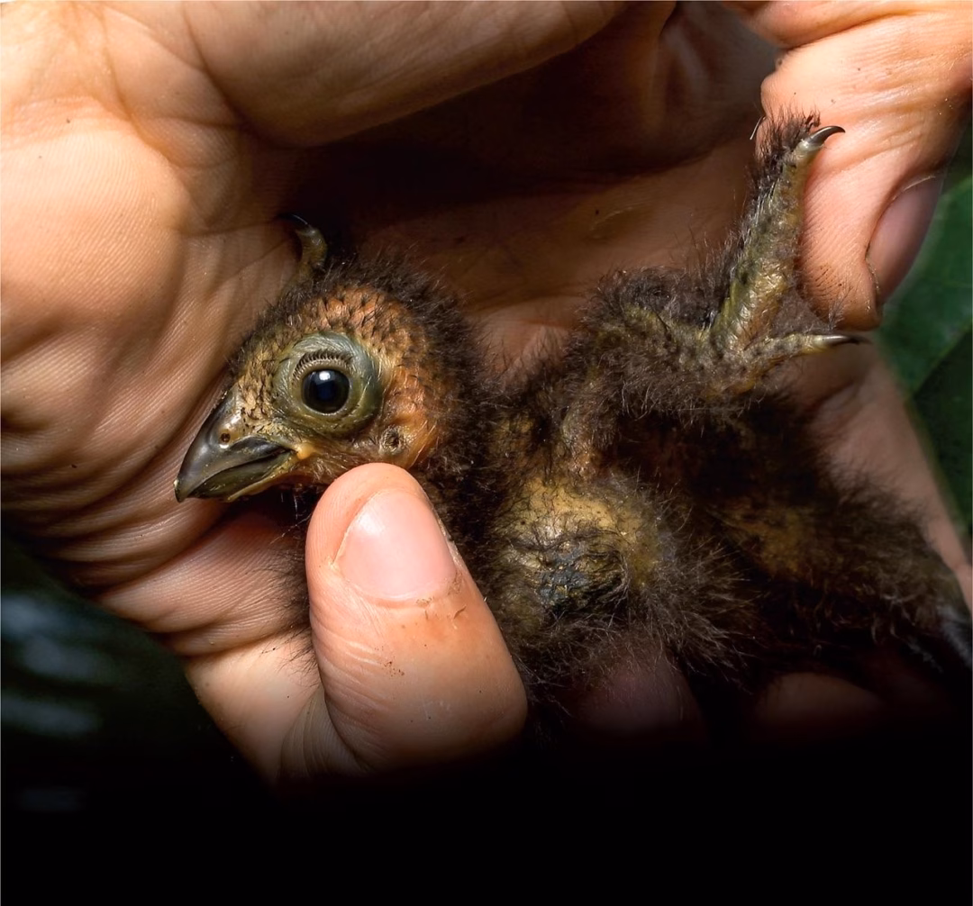 Chim Hoatzin: 'quái vật' cổ đại của Amazon và danh hiệu loài chim hôi nhất hành tinh- Ảnh3. Chim Hoatzin: 'quái vật' cổ đại của Amazon và danh hiệu loài chim hôi nhất hành tinh- Ảnh3.
