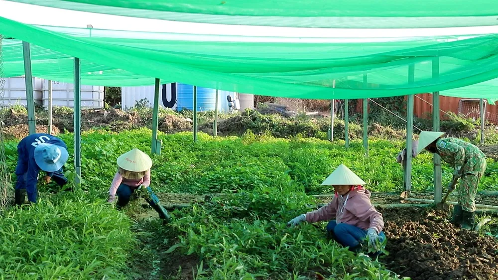 Vườn rau xanh tốt được bộ đội Việt Nam trồng tại châu Phi Vườn rau xanh tốt được bộ đội Việt Nam trồng tại châu Phi