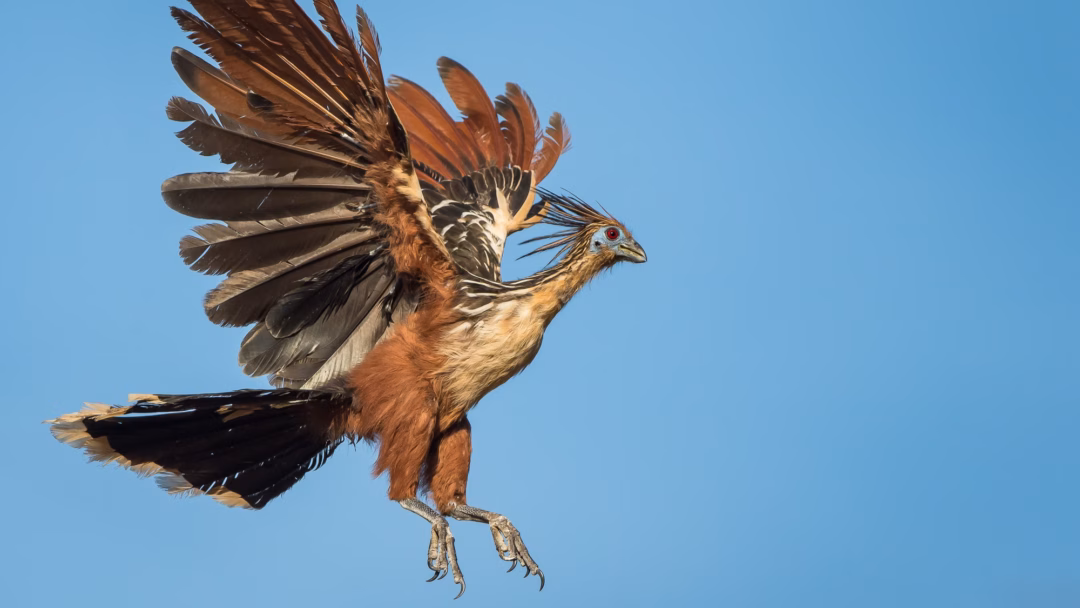 Chim Hoatzin: 'quái vật' cổ đại của Amazon và danh hiệu loài chim hôi nhất hành tinh- Ảnh2. Chim Hoatzin: 'quái vật' cổ đại của Amazon và danh hiệu loài chim hôi nhất hành tinh- Ảnh2.