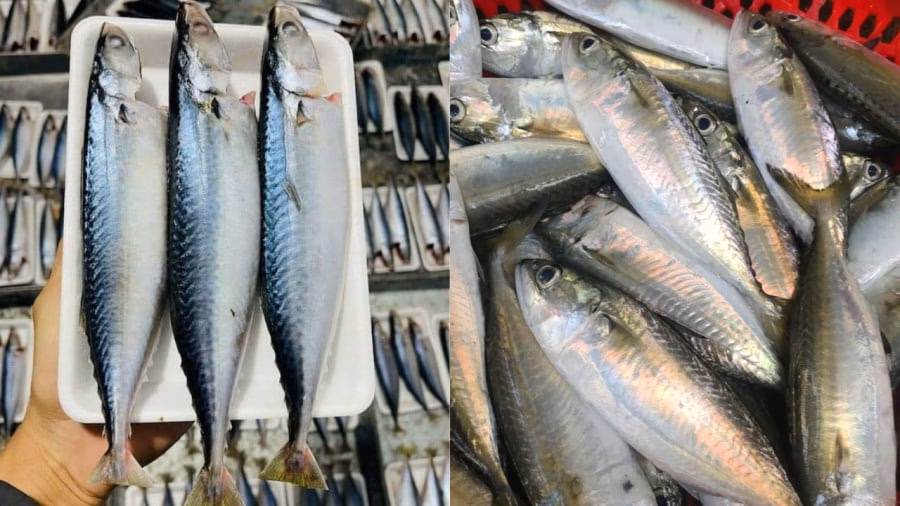 C&aacute; nục v&agrave; c&aacute; bạc m&aacute; &ndash; nguồn omega‑3 an to&agrave;n, gi&aacute; rẻ