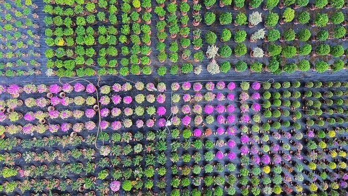 Cảnh nh&igrave;n từ tr&ecirc;n cao c&aacute;c ruộng hoa giấy