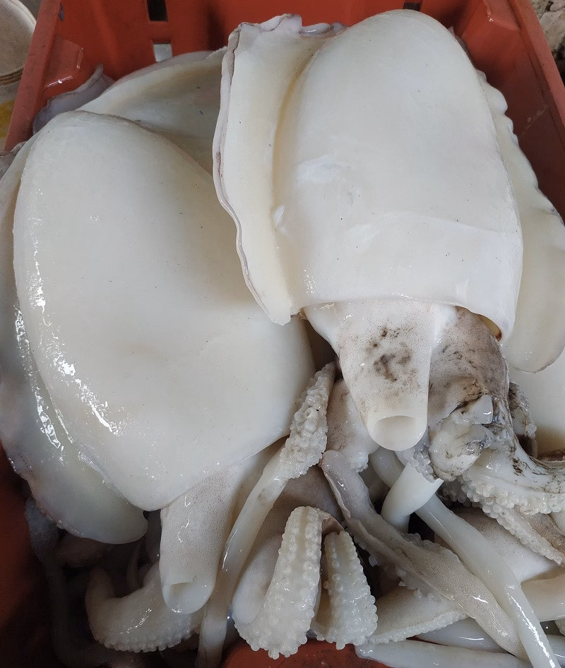 Cách chọn mực tươi