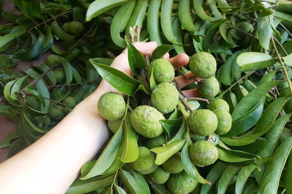 Chọn những trái sấu mới hái