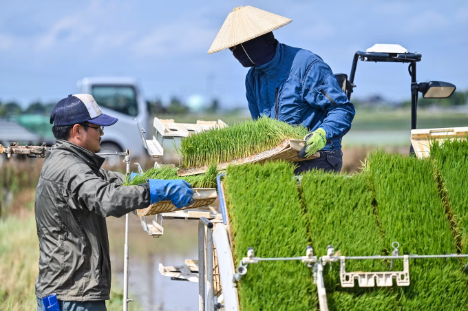 Nông dân chất mạ lên xe cấy Nông dân đang cấy lúa ở thị trấn Sanjo, tỉnh Niigata