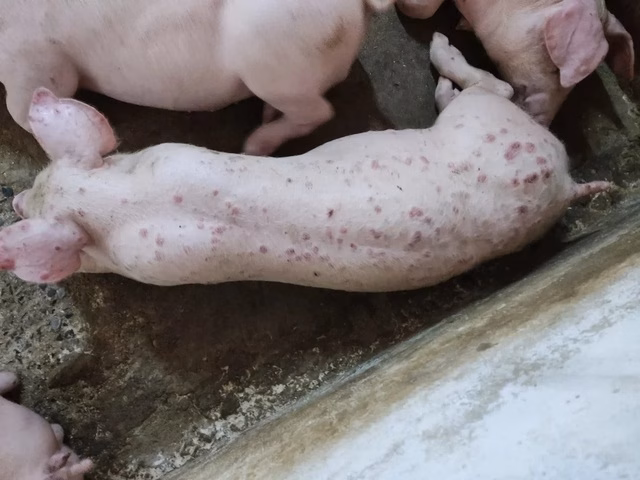 Lợn phải tiêu hủy do dịch bệnh Lợn phải tiêu hủy do dịch bệnh được hỗ trợ 40.000 đồng/kg hơi