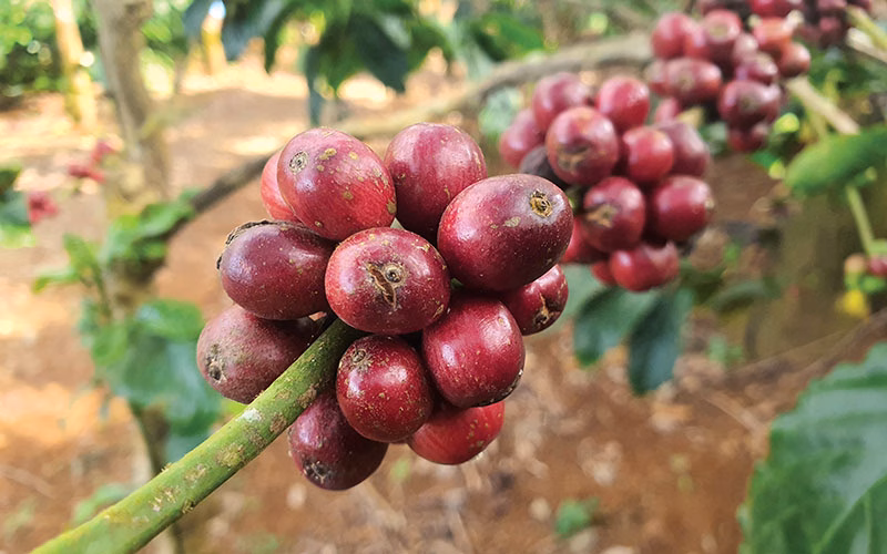 Hiệp hội Cà phê – Cacao Việt Nam: Thông Tin Liên Hệ Và Giới Thiệu 28/6/2025 Cuối tuần giá cà phê giảm nhẹ sau khi giá arabica bị đẩy xuống mức sâu về 293 cts/lb