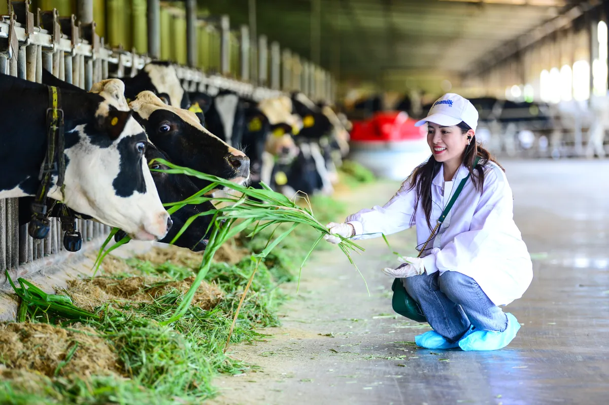 Trang trại bò sữa Vinamilk Green Farm: Mở khóa tự nhiên cho tương lai bền vững Ảnh: Quang Định