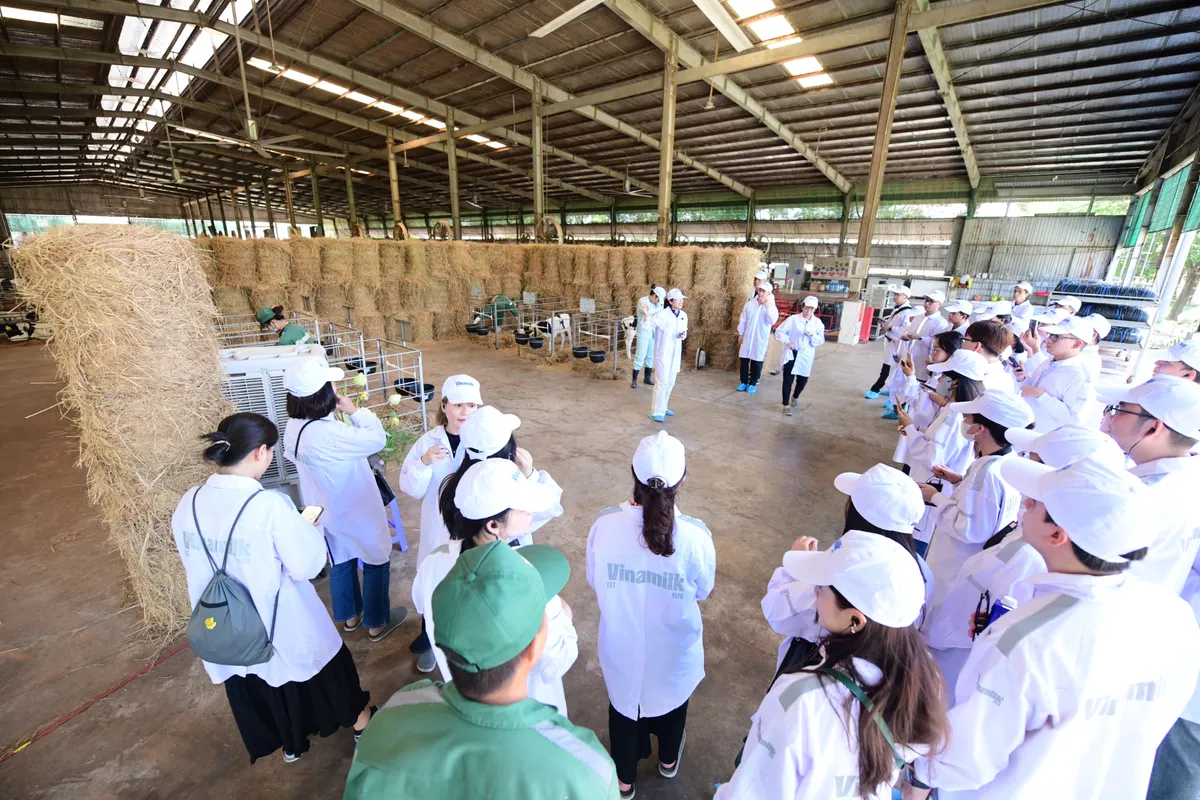 Trang trại bò sữa Vinamilk Green Farm: Mở khóa tự nhiên cho tương lai bền vững Ảnh: Quang Định