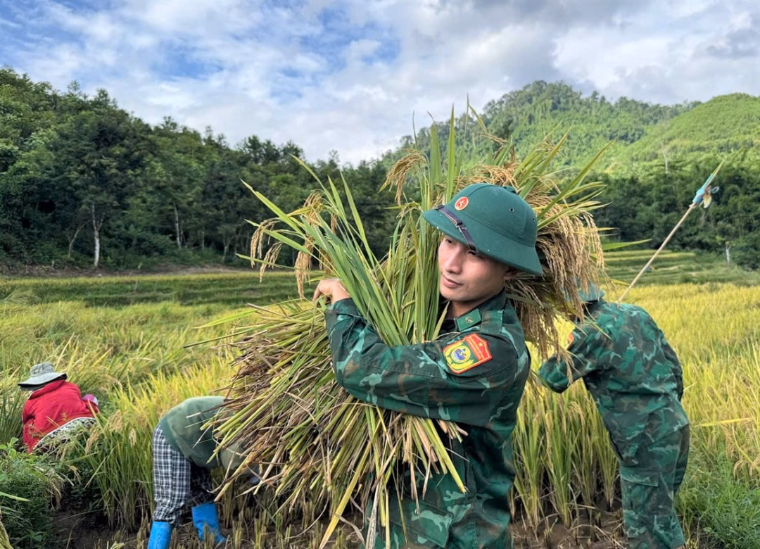 Hội Phụ nữ cùng Biên phòng giúp dân thu hoạch lúa ở vùng biên Một chiến sĩ biên phòng di chuyển bó lúa sau khi được gặt đến vị trí tách hạt. Ảnh: THẾ HÀ