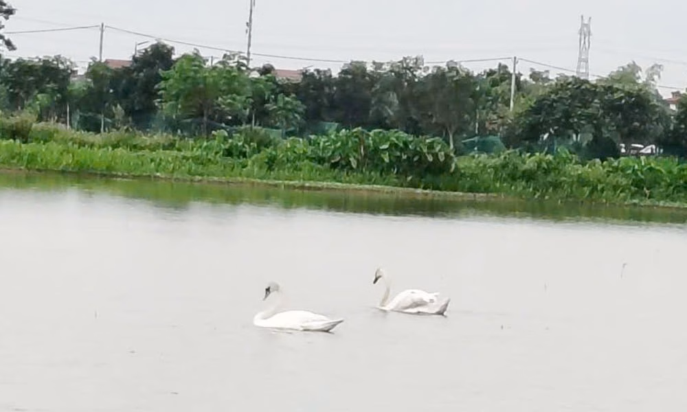 Hai con chim khổng lồ lạ mắt bất ngờ xuất hiện giữa hồ nước ở Bắc Ninh là loài chim gì?