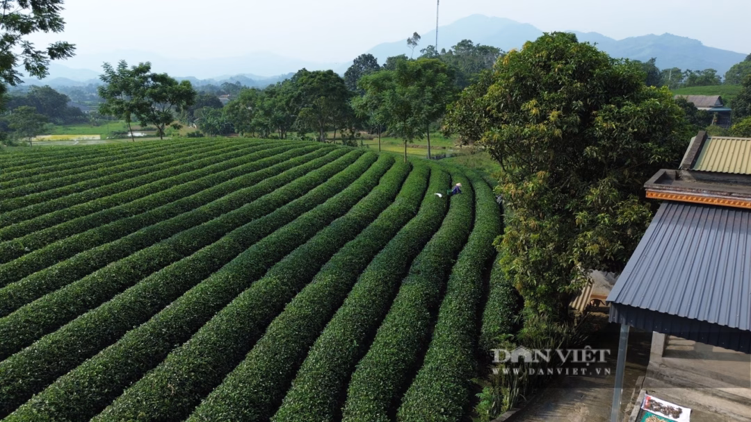 Những luống chè xanh tươi dài ngút ngàn, san sát nhau, uốn lượn theo những sườn đồi, được nông dân chăm sóc tỉ mỉ, cho năng suất và chất lượng cao. Ảnh: Mùa Xuân.