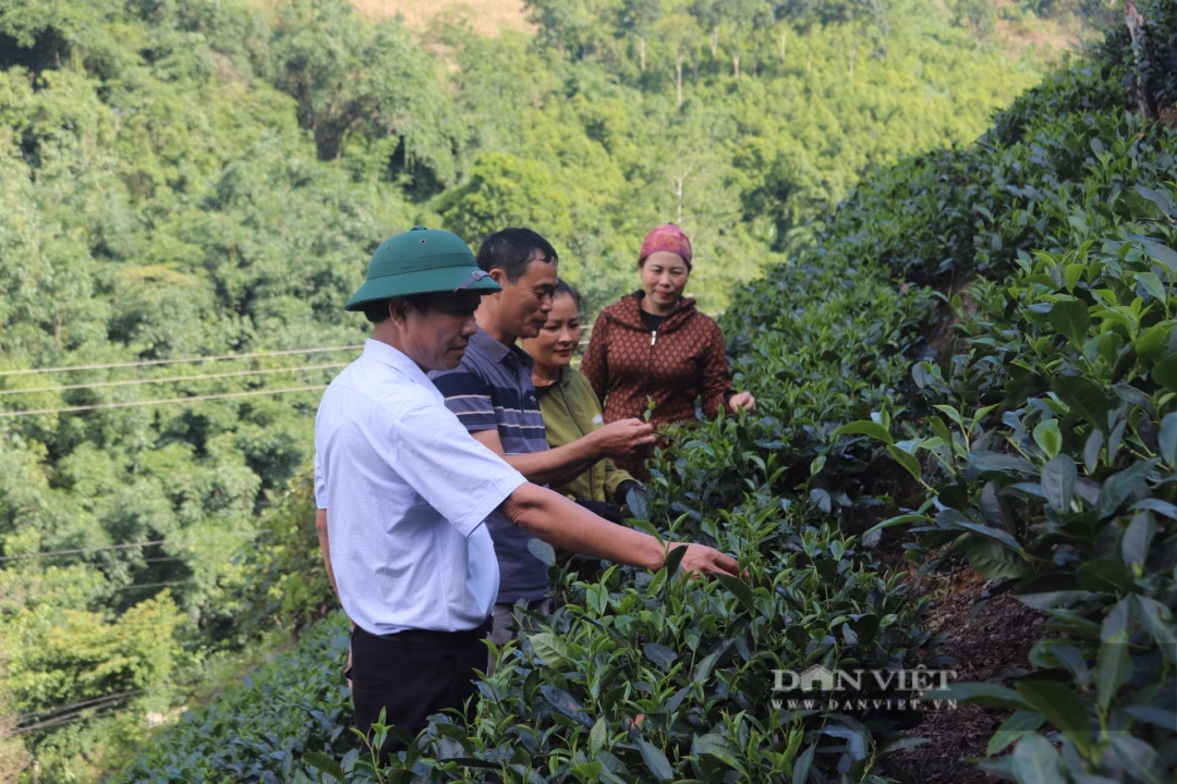 Hiện nay, nhiều diện tích chè của tỉnh Tuyên Quang đã được cấp chứng nhận VietGAP hoặc sản xuất theo hướng hữu cơ. Cùng với đó, tỉnh đã hỗ trợ thành lập các hợp tác xã (HTX), tổ hợp tác liên kết sản xuất và tiêu thụ chè, góp phần nâng cao giá trị sản phẩm và tạo việc làm ổn định cho hàng chục nghìn lao động. Ảnh: Mùa Xuân.