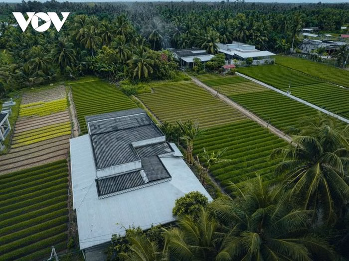 M&agrave;u xanh non của l&aacute; hẹ