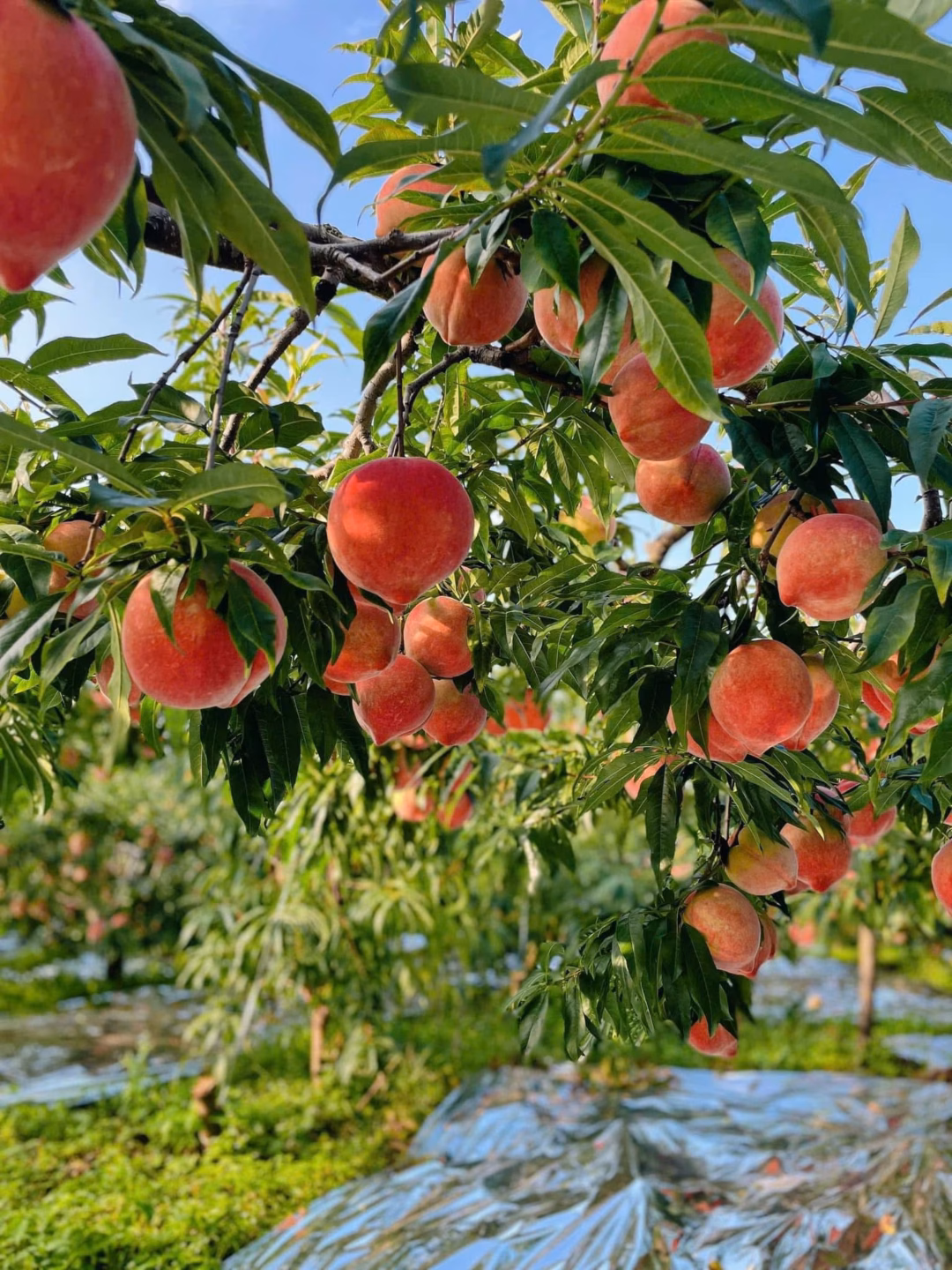 Tháng 7 bắt đầu vào mùa của đào tiên.