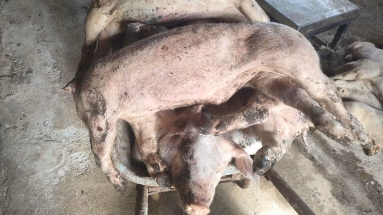 Tìm nguyên nhân khiến 31 con lợn chết không rõ nguyên nhân ở Lâm Đồng