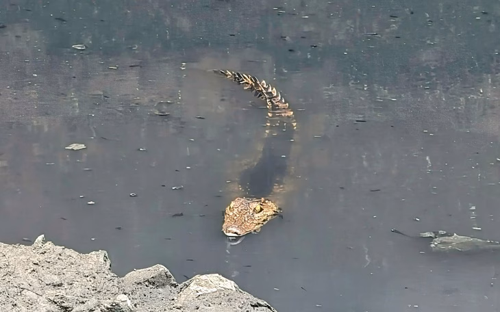 Đã bắt cá sấu 'nhí' dưới kênh Nước Đen, phường Bình Hưng Hòa - Ảnh 2.