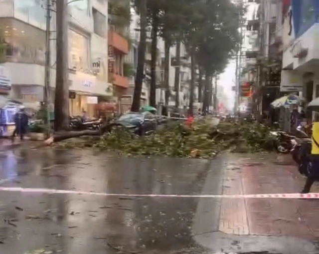 TP HCM: Mưa to gió lớn gây cây xanh ngã đổ, nguy cơ tai nạn Phong tỏa đường Trần Quang Diệu