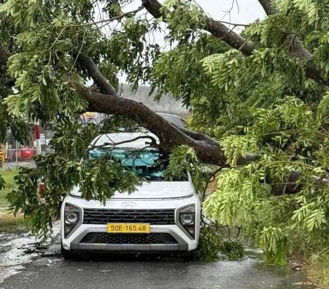 TP HCM: Mưa to gió lớn gây cây xanh ngã đổ, nguy cơ tai nạn Cây xanh ngã đè ô tô trên đường Rạch Cầu Suối, xã Tân Vĩnh Lộc