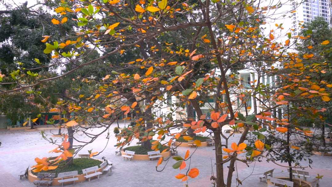 VIDEO: Nha Trang mùa cây bàng thay lá