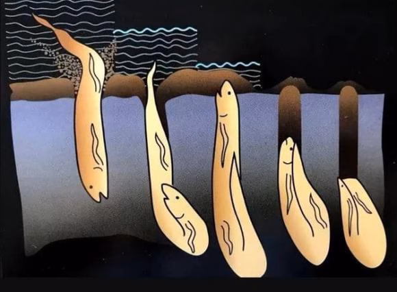 Loài cá duy nhất trên thế giới có thể sống 5 năm không cần nước, xuất hiện từ cách đây 390 triệu năm 3