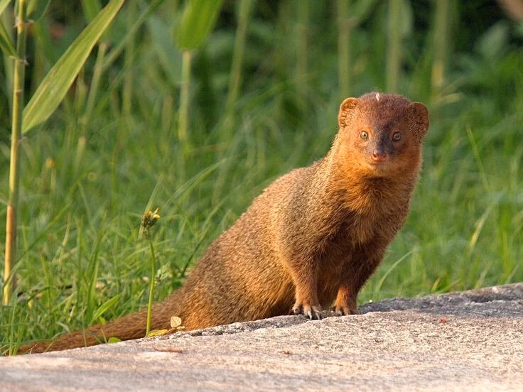 Cầy lỏn – Vua săn rắn của Việt Nam 1. Cầy lỏn là một trong những loài cầy phổ biến nhất ở Đông Nam Á. Chúng phân bố rộng khắp từ Ấn Độ, Sri Lanka đến Việt Nam, Lào, Campuchia và Indonesia. Ảnh: Pinterest.