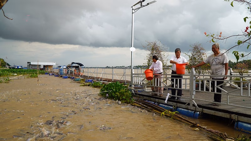 Một đàn cá khổng lồ tự nhiên đến bến sông Tiền ở tỉnh Đồng Tháp (mới), dân chăm bẵm như nuôi con