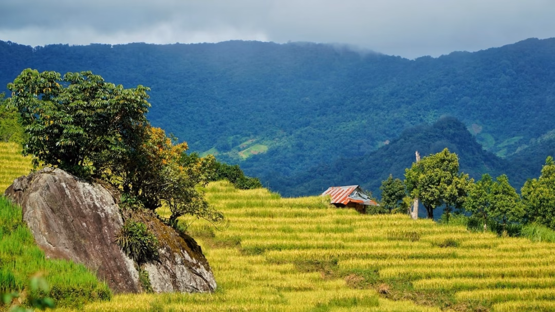 Ngỡ ngàng mùa vàng ở Ngọc Linh, bức tranh tuyệt sắc giữa đại ngàn Quảng Ngãi