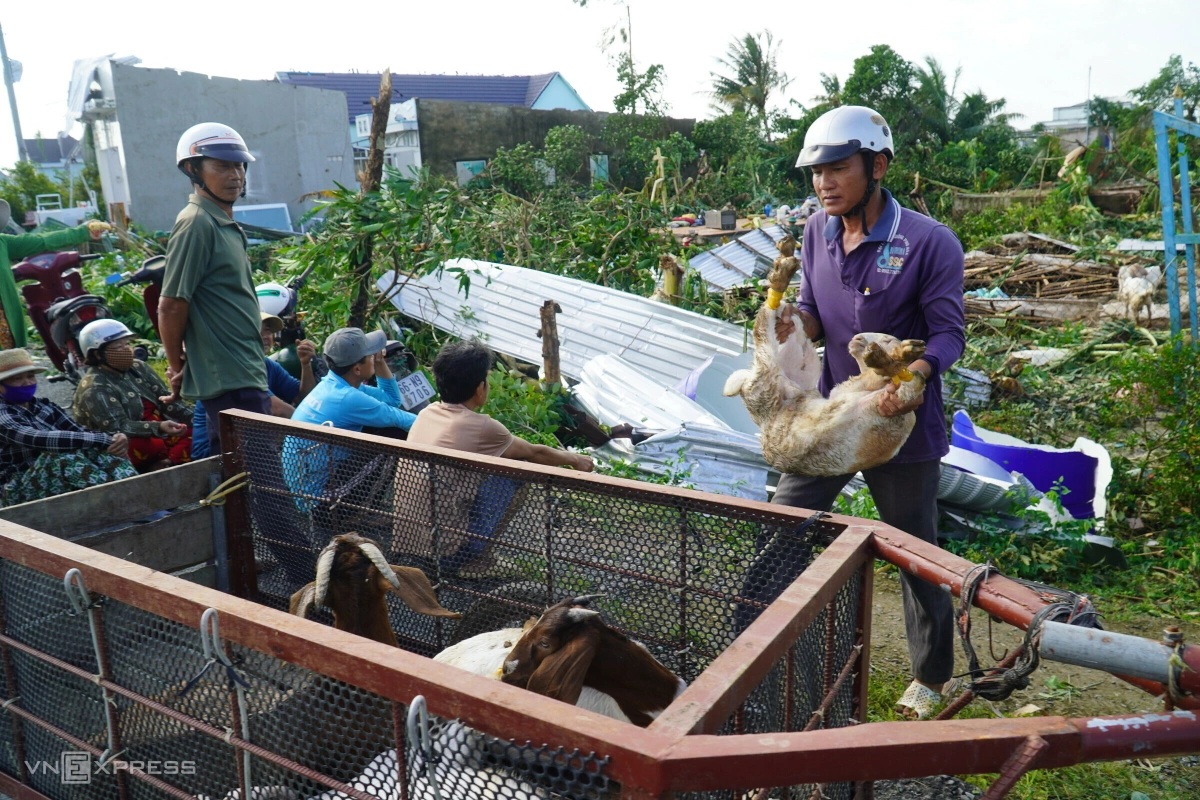 Người đàn ông di dời đàn dê đến nơi khác sau khi nhà cửa, chuồng trại bị thiệt hại nặng.