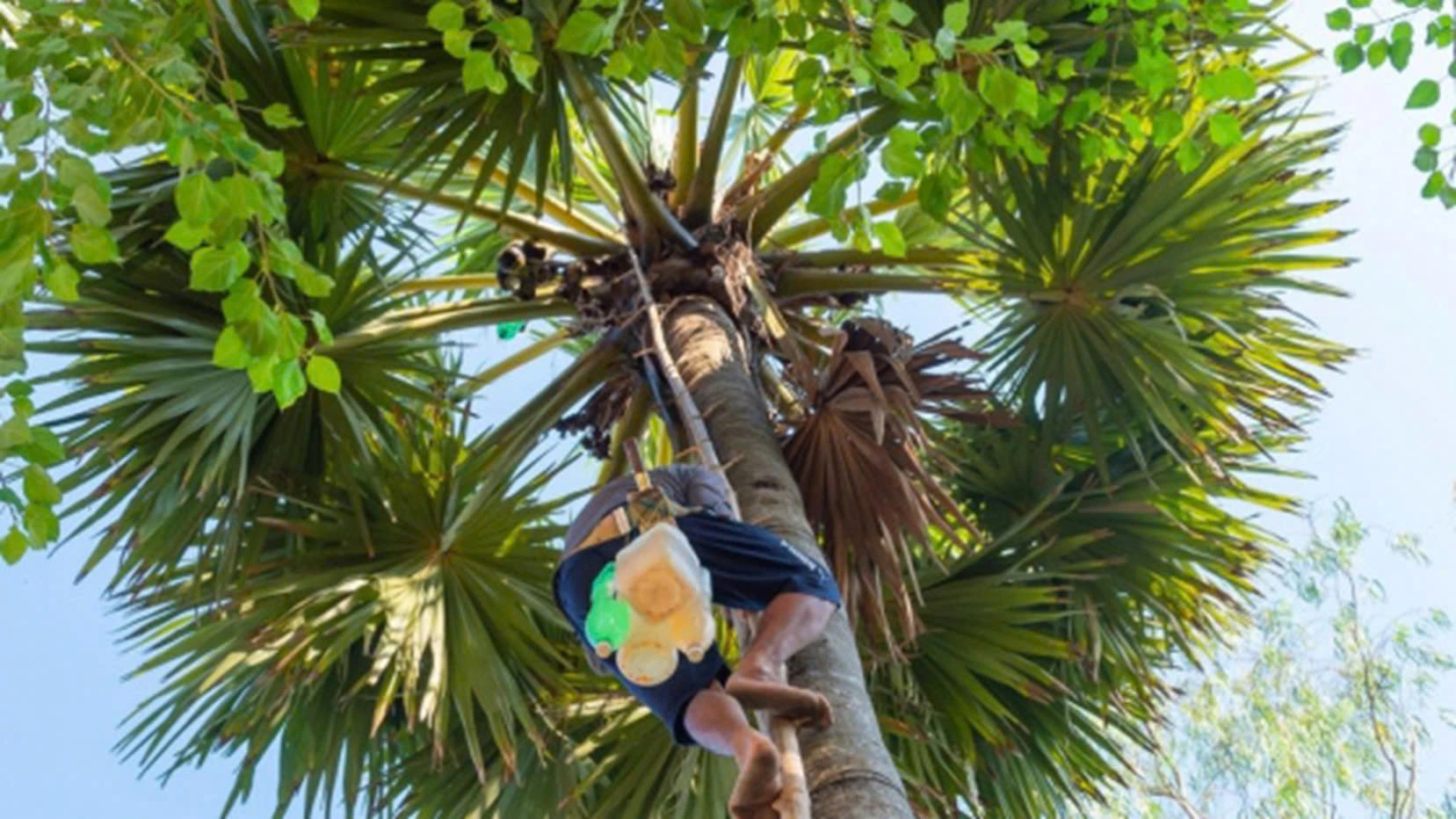 Người dân thu hoạch thốt nốt