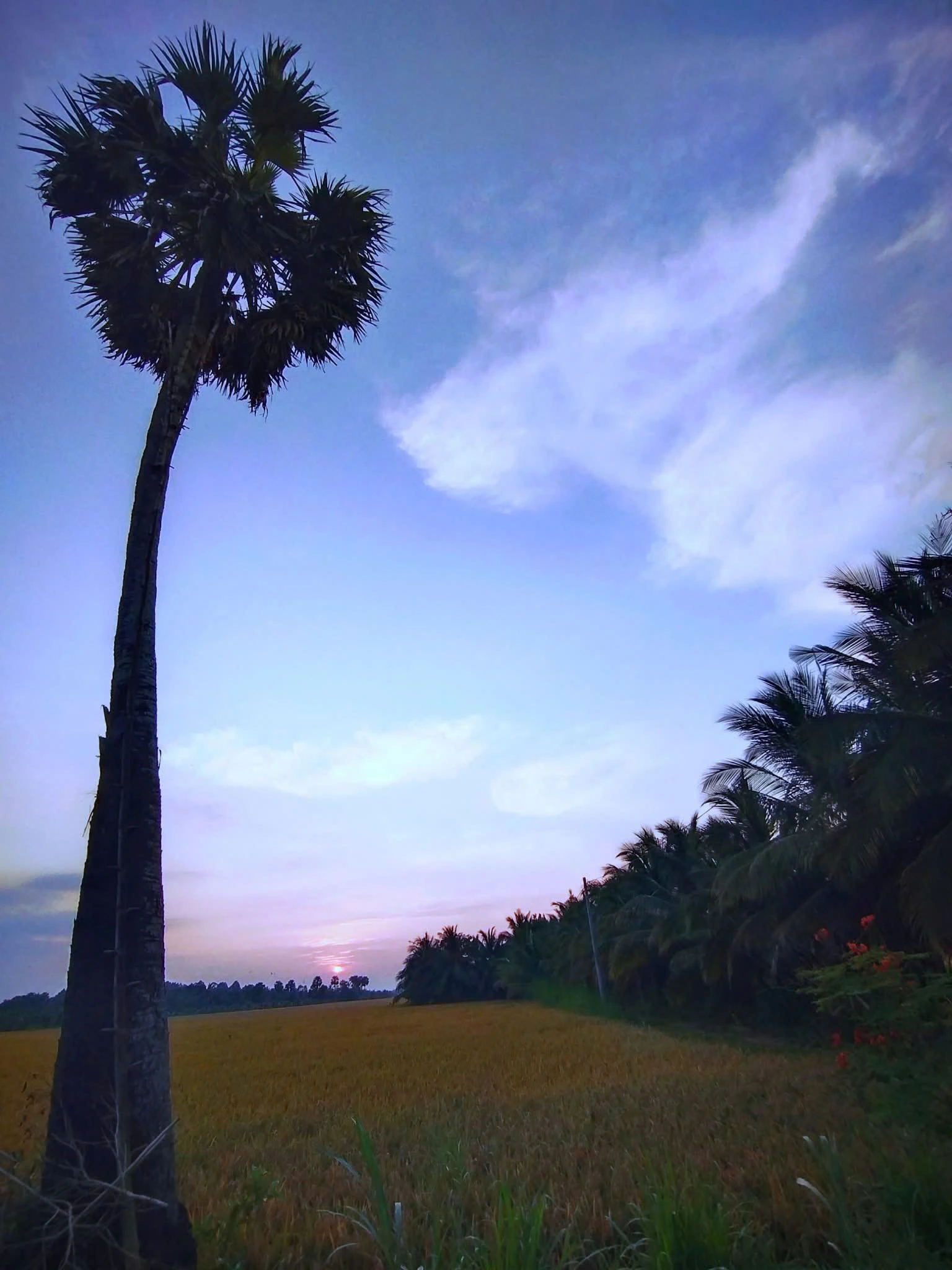 Cây thốt nốt biểu trưng mới của tỉnh Vĩnh Long