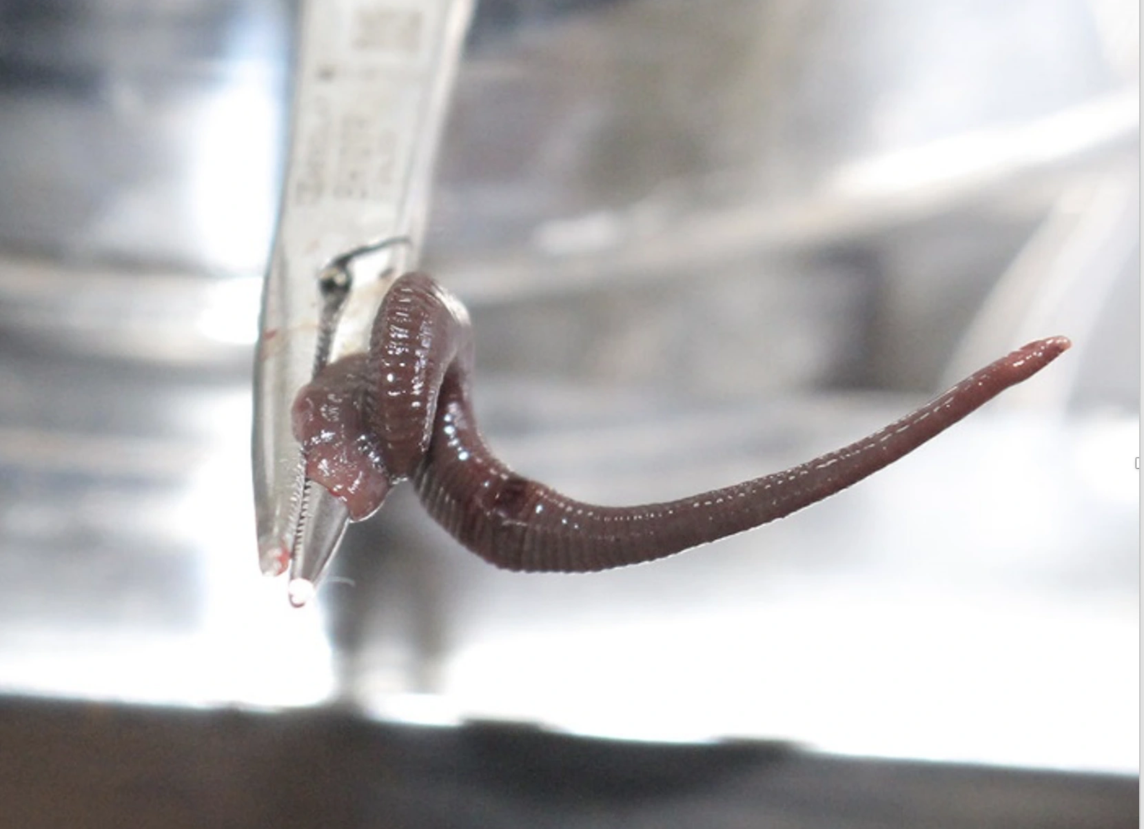 Vắt là một loại dị vật hiếm gặp nhưng rất nguy hiểm