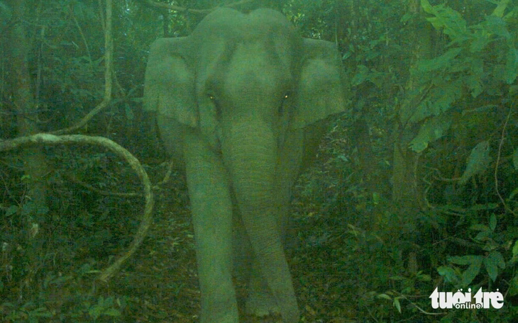 Phát hiện thêm một con voi mới trong Khu bảo tồn voi tại Đà Nẵng Voi mẹ di chuyển ngay phía sau voi con - Ảnh: Khu bảo tồn loài và sinh cảnh voi