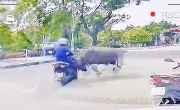 Trâu sổng chuồng tông xe máy, một người phụ nữ bị thương nặng Hình ảnh trâu "điên" húc thẳng vào xe máy người đi đường