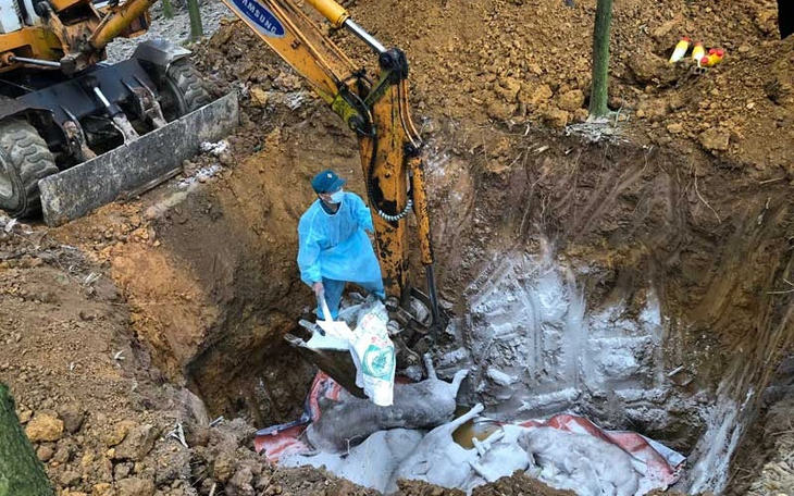Dịch tả lợn châu Phi bùng phát hơn 500 con heo ở Quảng Ngãi bị buộc tiêu hủy - Ảnh 2.