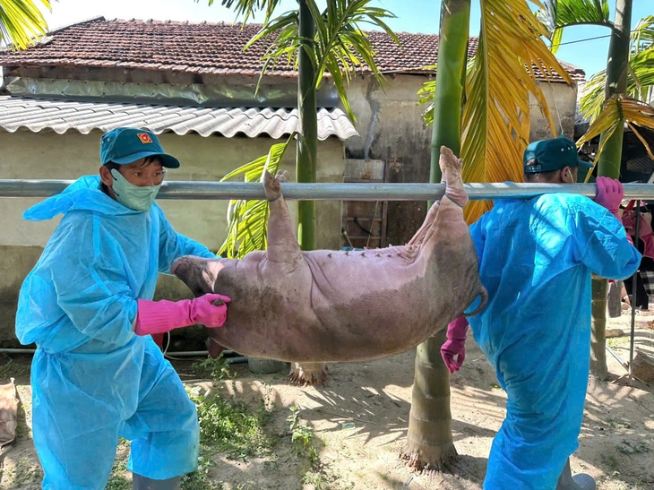 Heo bị dịch tả heo châu Phi được mang đi tiêu hủy - Ảnh: TRẦN MAI