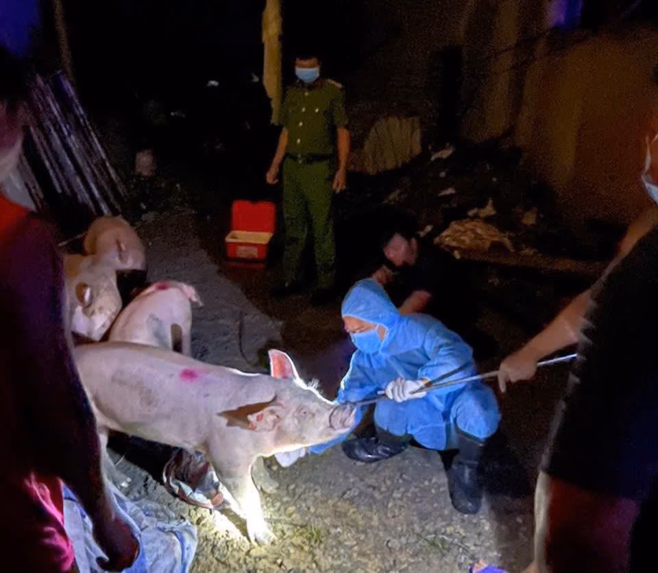 Phát hiện đàn lợn bệnh dịch tả Châu Phi bị buôn bán trái phép, tiêu hủy 11 con Lực lượng chức năng xác định 7/11 mẫu dương tính với virus dịch tả lợn châu Phi. Ảnh: CACC