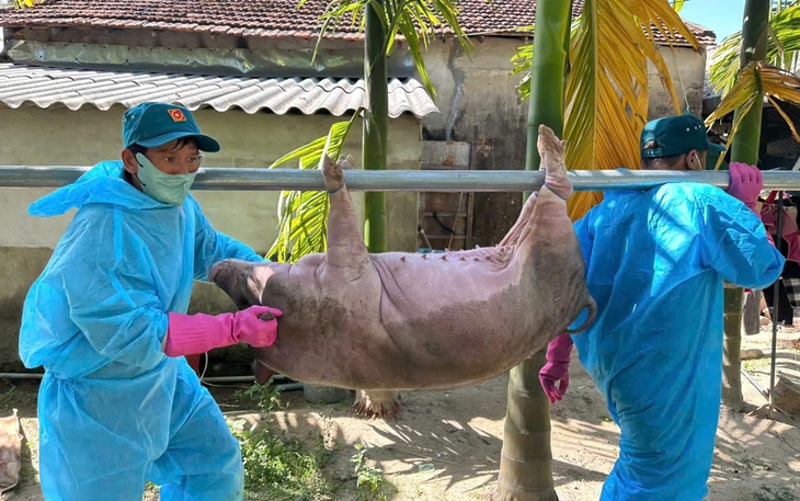 Người chăn nuôi giấu dịch tả heo châu Phi, Cục Thú y nói do sợ thiệt hại kinh tế Bán chạy, giết mổ chui, vứt xác bừa bãi,... để giấu dịch tả heo châu Phi - Ảnh 3.