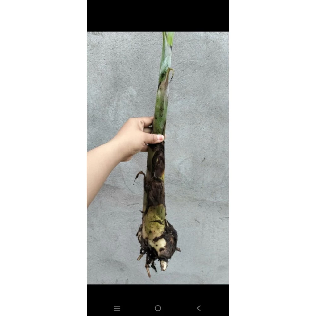 Làm thế nào để cây chuối con giống nhà trồng không bị chết sau khi mua về?