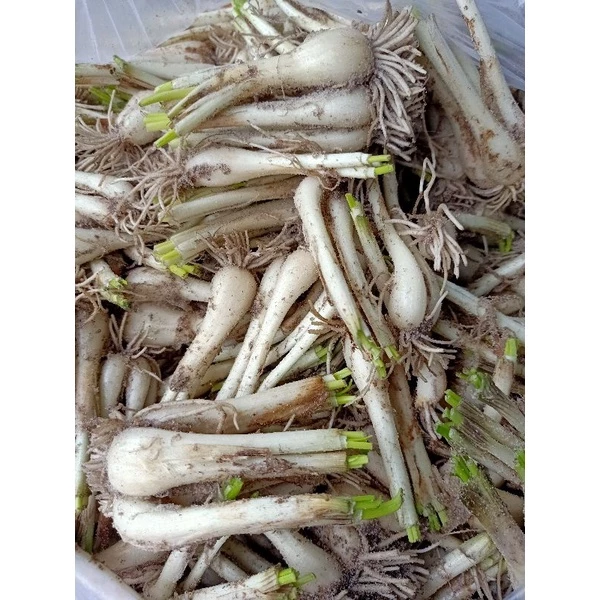 Làm sao để chọn kiệu Huế tươi ngon, không bị đắng khi nấu?