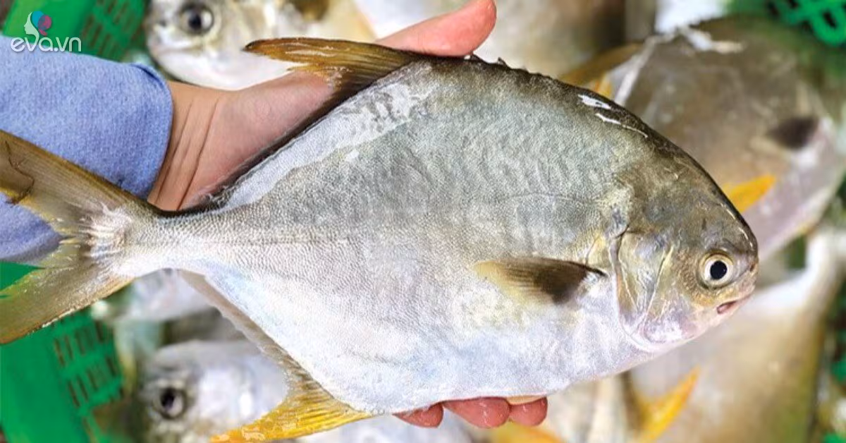 Cá chim vàng anh: Đặc điểm, giá, dinh dưỡng và cách chế biến ngon