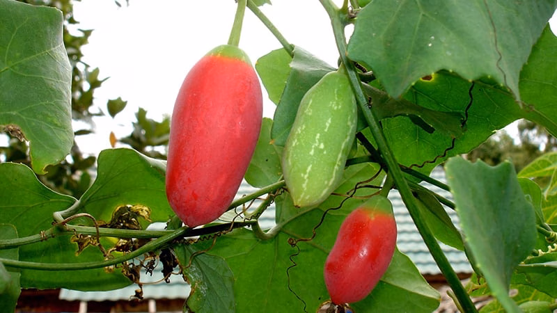 Bình bát dây: Cây dại trở thành đặc sản độc đáo với hương vị lạ và lợi ích sức khỏe