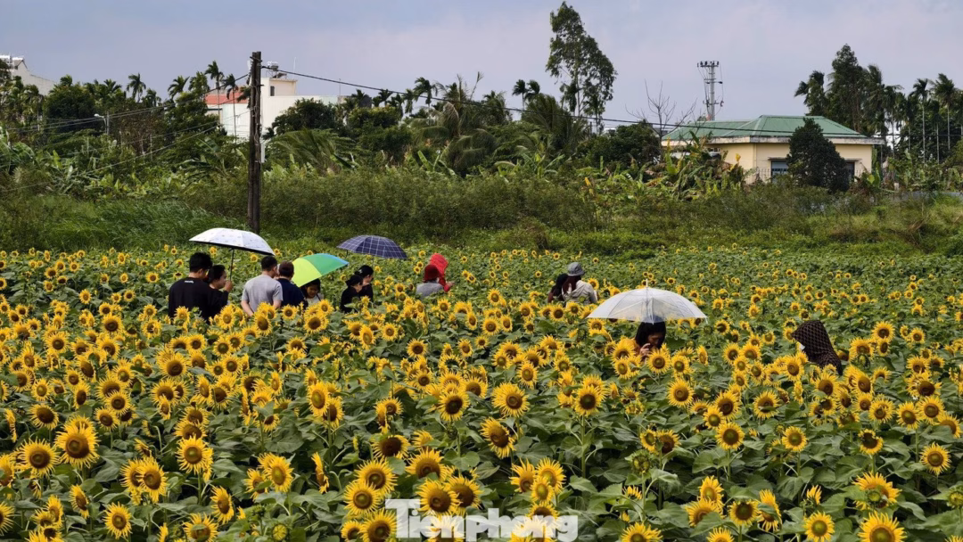 Nh&oacute;m bạn trẻ v&agrave; gia đ&igrave;nh tận hưởng &aacute;nh nắng nhẹ, chụp ảnh tại c&aacute;nh đồng hoa hướng dương An Ph&uacute;