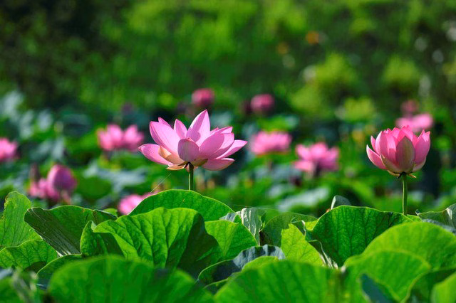 Quy luật Hoa Sen &ndash; Sức mạnh của sự ki&ecirc;n tr&igrave;