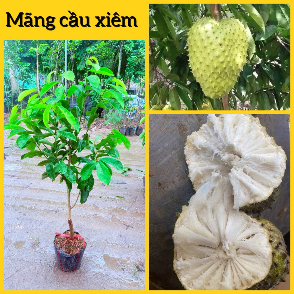 Làm sao để cây giống mãng cầu xiêm Thái phát triển tốt và cho trái ngọt?