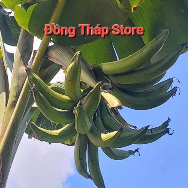 Làm thế nào để bảo quản Lục Bình Khô không bị mốc và giữ được hương vị tự nhiên?